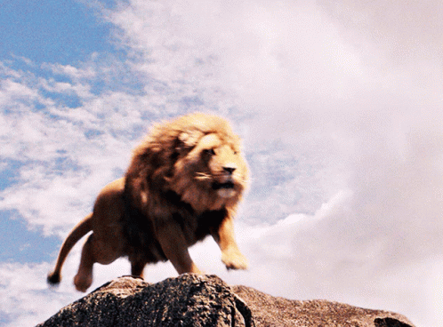 Lions win